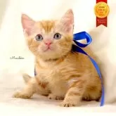 マンチカン(長足)