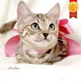 マンチカン(短足)