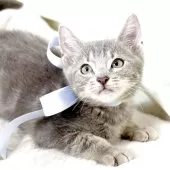 マンチカン(長足)【栃木県・男の子・2025年3月28日・シルバータビー】の写真3