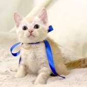 マンチカン(長足)【栃木県・男の子・2025年10月1日・クリームタビー】の写真7