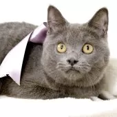 マンチカン(長足)【栃木県・男の子・2025年5月17日・ブルー】の写真8