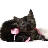 マンチカン(短足)【栃木県・女の子・2025年3月5日・ブラックスモーク】の写真2