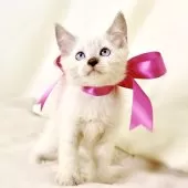 マンチカン(長足)【栃木県・女の子・2025年8月15日・ブルーポイント】の写真5