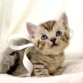 ジェネッタ【栃木県・男の子・2025年10月10日・シルバースポテッドタビー(短足)】の写真3