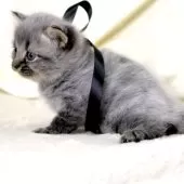 マンチカン(長足)【栃木県・男の子・2025年11月5日・ブラックスモーク】の写真4