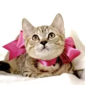 ジェネッタ【栃木県・女の子・2025年8月18日・ブラウンパッチドスポテッドタビー】の写真4