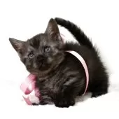 マンチカン(短足)【栃木県・女の子・2025年3月5日・ブラックスモーク】の写真3