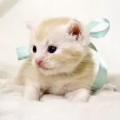 マンチカン(長足)【栃木県・男の子・2025年3月18日・クリームタビー】の写真5