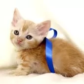 マンチカン(短足)【栃木県・男の子・2025年11月3日・レッドタビー】の写真2