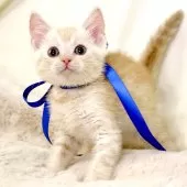 マンチカン(長足)【栃木県・男の子・2025年10月1日・クリームタビー】の写真9