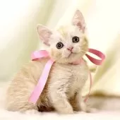 マンチカン(長足)【栃木県・女の子・2025年9月17日・クリームタビー】の写真4