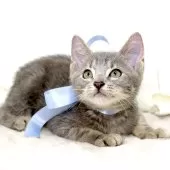 マンチカン(長足)【栃木県・男の子・2025年3月28日・シルバータビー】の写真7