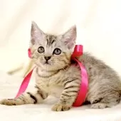 ジェネッタ【栃木県・女の子・2025年10月10日・シルバーパッチドスポテッドタビー】の写真7