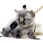 マンチカン(長足)【栃木県・男の子・2025年11月5日・ブラックスモーク】の写真3