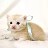 マンチカン(長足)【栃木県・男の子・2025年3月18日・クリームタビー】の写真3