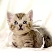 ジェネッタ【栃木県・男の子・2025年10月10日・シルバースポテッドタビー(短足)】の写真4