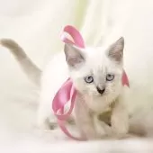 マンチカン(長足)【栃木県・女の子・2025年8月15日・ブルーポイント】の写真7