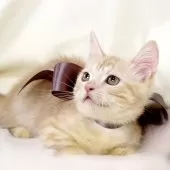 マンチカン(短足)【栃木県・男の子・2025年8月1日・クリームタビー】の写真8