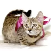 ジェネッタ【栃木県・女の子・2025年8月18日・ブラウンパッチドスポテッドタビー】の写真4