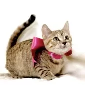 ジェネッタ【栃木県・女の子・2025年8月18日・ブラウンパッチドスポテッドタビー】の写真3