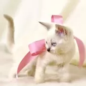 マンチカン(長足)【栃木県・女の子・2025年8月15日・ブルーポイント】の写真8