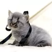 マンチカン(長足)【栃木県・男の子・2025年11月5日・ブラックスモーク】の写真6