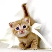 ジェネッタ【栃木県・男の子・2026年2月8日・レッドスポテッドタビー】の写真5