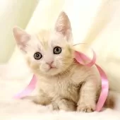 マンチカン(長足)【栃木県・女の子・2025年9月17日・クリームタビー】の写真10