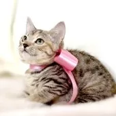 マンチカン(短足)【栃木県・女の子・2025年7月11日・シルバーパッチドタビー】の写真7