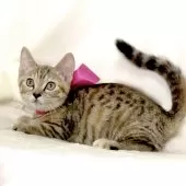 ジェネッタ【栃木県・女の子・2025年8月18日・ブラウンパッチドスポテッドタビー】の写真7