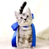 ジェネッタ【栃木県・男の子・2025年8月14日・シルバースポテッドタビー】の写真5