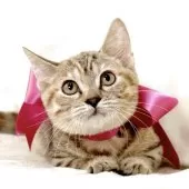 ジェネッタ【栃木県・女の子・2025年8月18日・ブラウンパッチドスポテッドタビー】の写真6