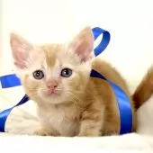 マンチカン(短足)【栃木県・男の子・2025年11月3日・レッドタビー】の写真3