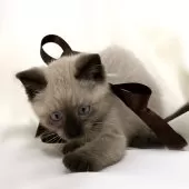 マンチカン(長足)【栃木県・女の子・2024年11月1日・シールポイント】の写真9