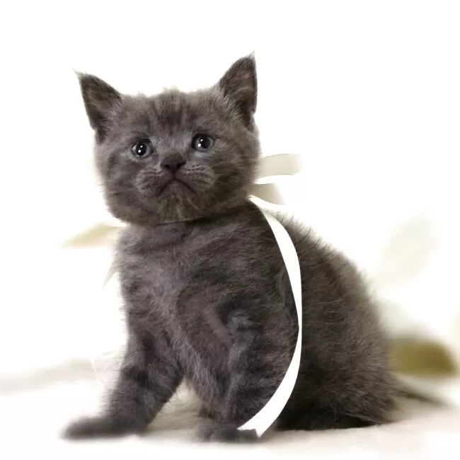 マンチカン(長足)【栃木県・男の子・2025年9月1日・ブルー】超