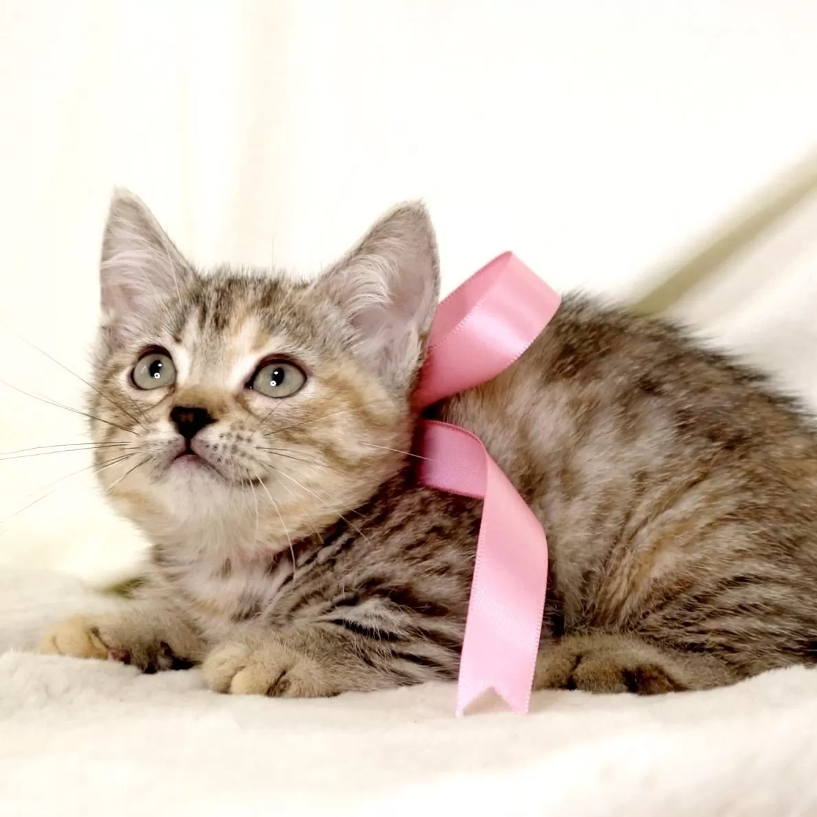 紫音@ ゴールド　猫　7個　シルバー猫 5個 ミルクの順番待ちをする子猫達 - YouTube