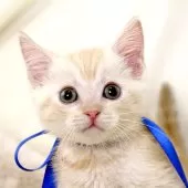 マンチカン(長足)【栃木県・男の子・2025年10月1日・クリームタビー】の写真10