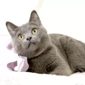 マンチカン(長足)【栃木県・男の子・2025年5月17日・ブルー】の写真7