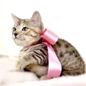 マンチカン(短足)【栃木県・女の子・2025年7月11日・シルバーパッチドタビー】の写真4