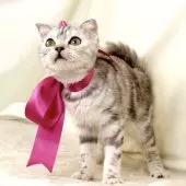 ジェネッタ【栃木県・女の子・2025年6月5日・シルバーパッチドタビー】の写真9