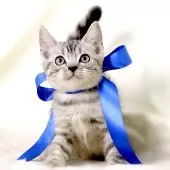 ジェネッタ【栃木県・男の子・2025年8月14日・シルバースポテッドタビー】の写真10