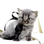 マンチカン(長足)【栃木県・男の子・2025年11月5日・ブラックスモーク】の写真9