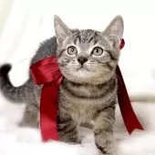 ジェネッタ【栃木県・男の子・2025年8月14日・ブラウンスポテッドタビー】の写真5