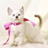 マンチカン(長足)【栃木県・女の子・2025年8月15日・ブルーポイント】の写真7