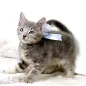 マンチカン(長足)【栃木県・男の子・2025年3月28日・シルバータビー】の写真4