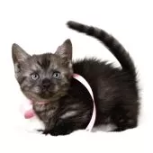 マンチカン(短足)【栃木県・女の子・2025年3月5日・ブラックスモーク】の写真7