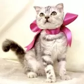 ジェネッタ【栃木県・女の子・2025年6月5日・シルバーパッチドタビー】の写真2