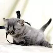 マンチカン(長足)【栃木県・男の子・2025年11月5日・ブラックスモーク】の写真8