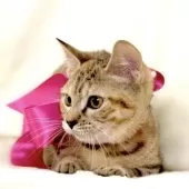 ジェネッタ【栃木県・女の子・2025年8月18日・ブラウンパッチドスポテッドタビー】の写真10