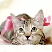 マンチカン(短足)【栃木県・女の子・2025年7月11日・シルバーパッチドタビー】の写真7